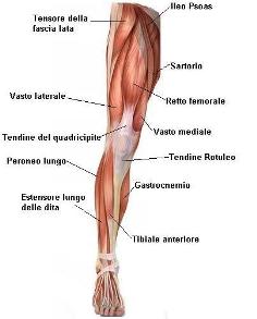 Quadricipite