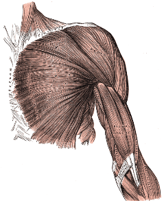 Arm_muscles