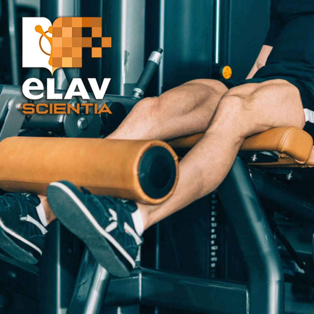 Leg Extension